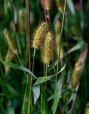 Setaria pumila. Соцветия. Московская обл., Одинцовский гор. округ, окр. дер. Аниково, у дороги. 18.08.2024.