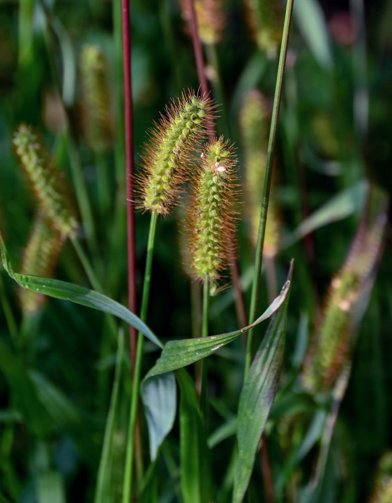 Image of Setaria pumila specimen.