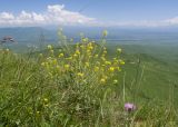 Sisymbrium loeselii. Цветущее растение. Карачаево-Черкесия, Зеленчукский р-н, гора Джисса, ≈ 1600 м н.у.м., субальпийский луг. 14.06.2024.