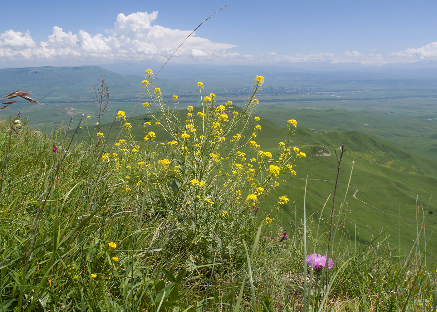 Image of Sisymbrium loeselii specimen.