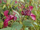 Impatiens glandulifera. Верхушка цветущего и плодоносящего растения. Хабаровский край, окр. г. Комсомольск-на-Амуре, граница смешанного леса и просеки ЛЭП. 28.09.2024.