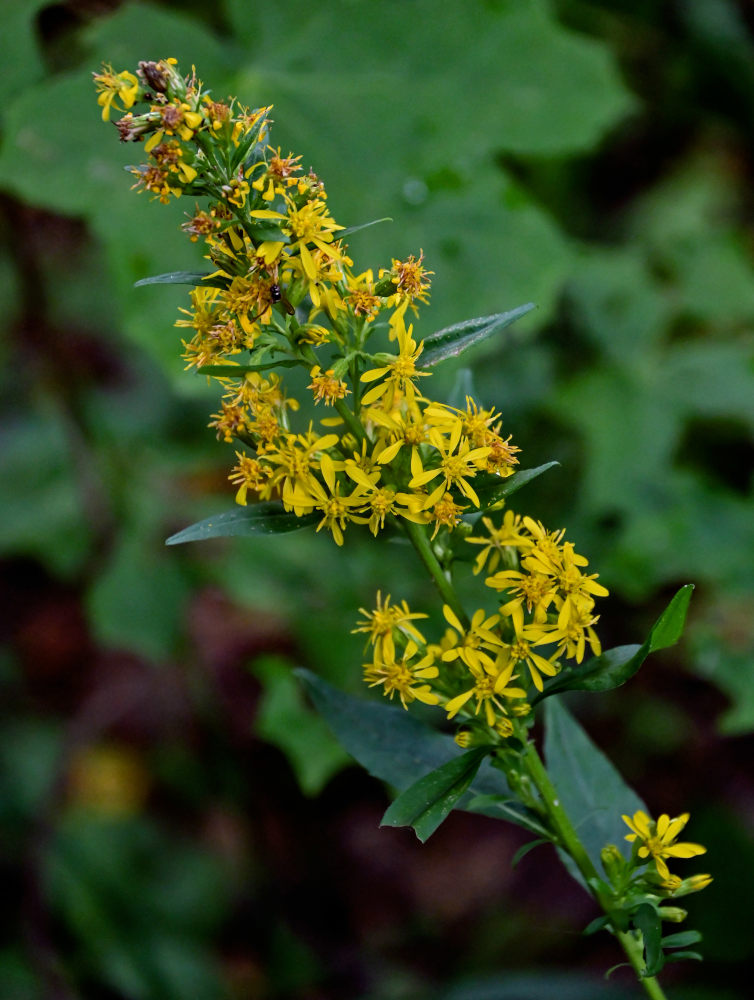 Изображение особи Solidago virgaurea.