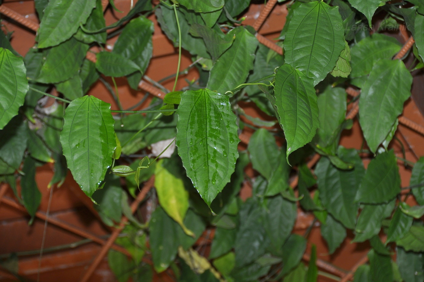 Image of Thunbergia mysorensis specimen.