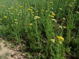 Achillea arabica