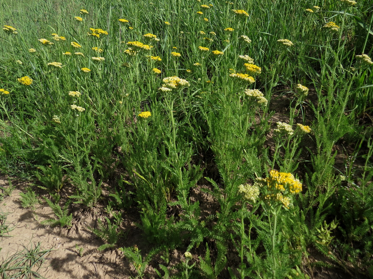 Изображение особи Achillea arabica.