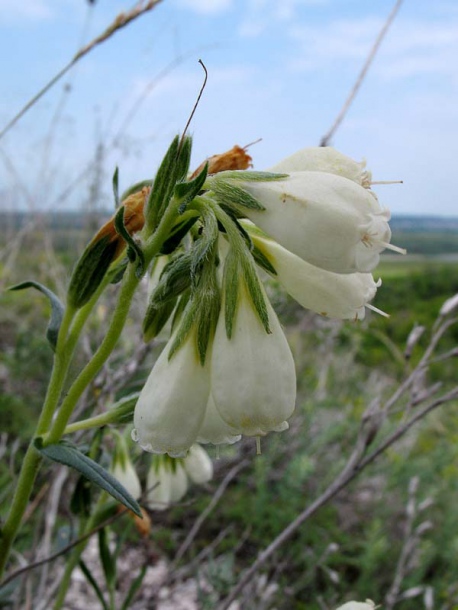 Image of Onosma tanaitica specimen.