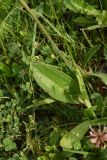 Plantago urvillei