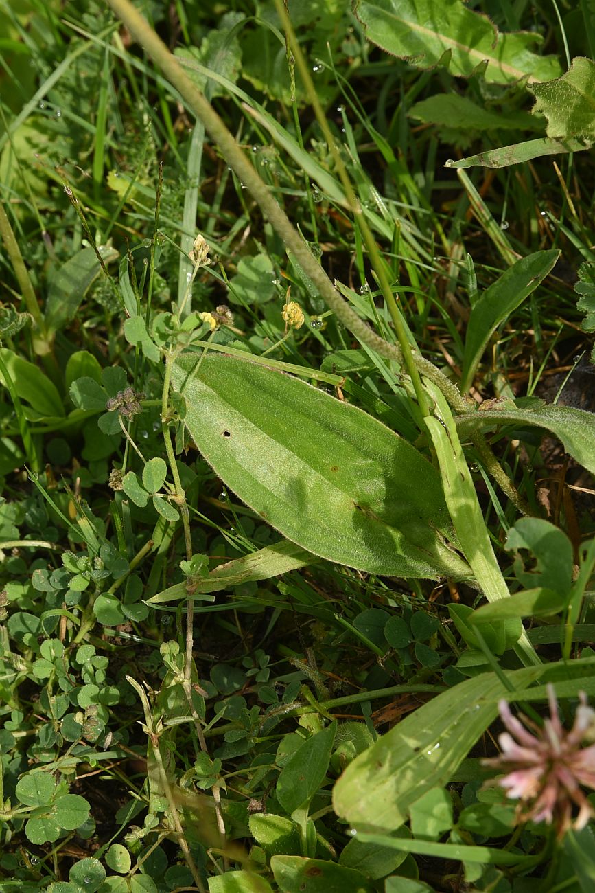 Изображение особи Plantago urvillei.