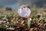 Colchicum triphyllum. Цветущее растение. Крым, Севастополь, Балаклава, гора Крепостная. 02.02.2025.