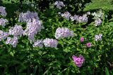 Phlox paniculata. Верхушки цветущих растений. Вологодская обл., г. Вологда, в культуре. 14.07.2024.