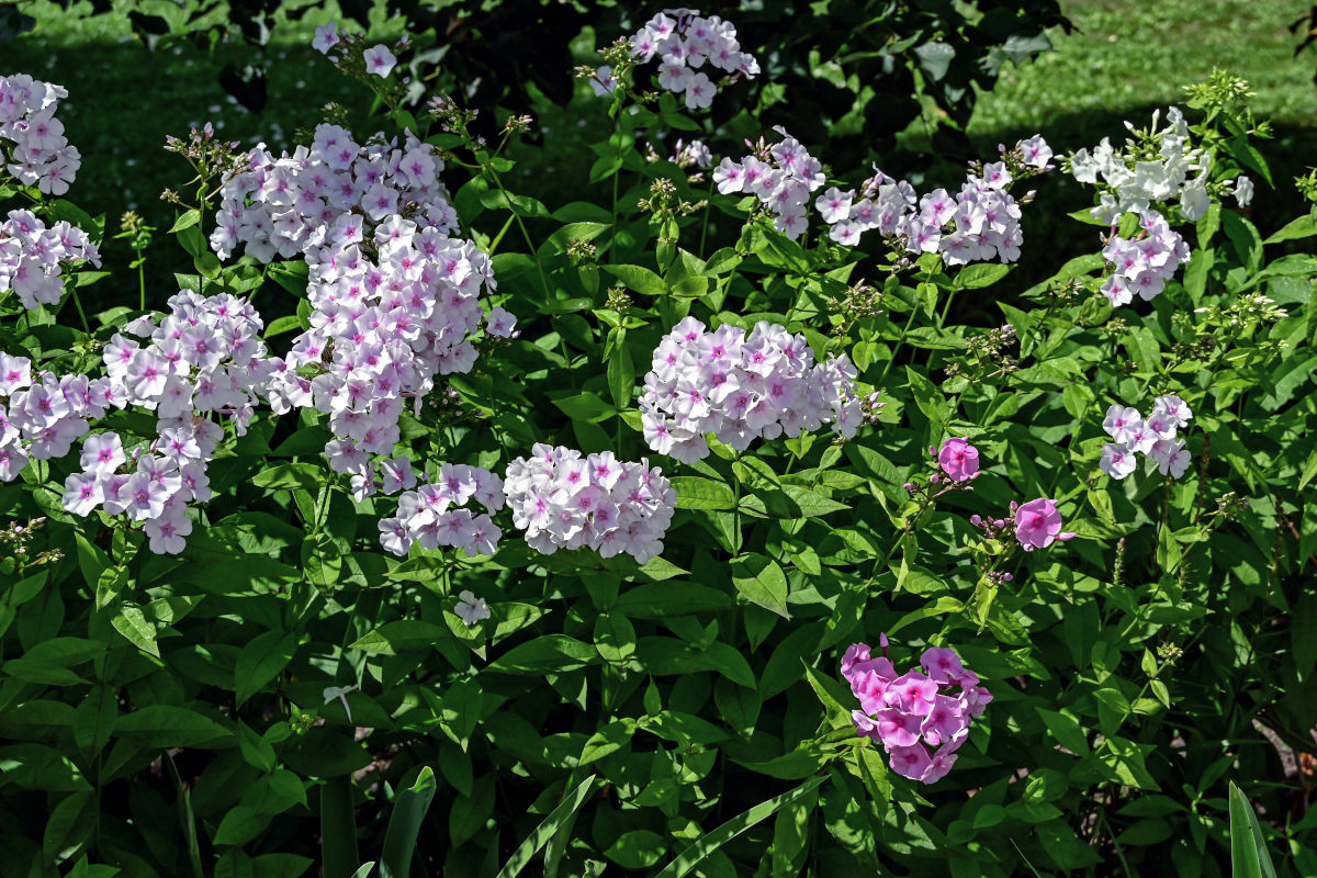 Image of Phlox paniculata specimen.