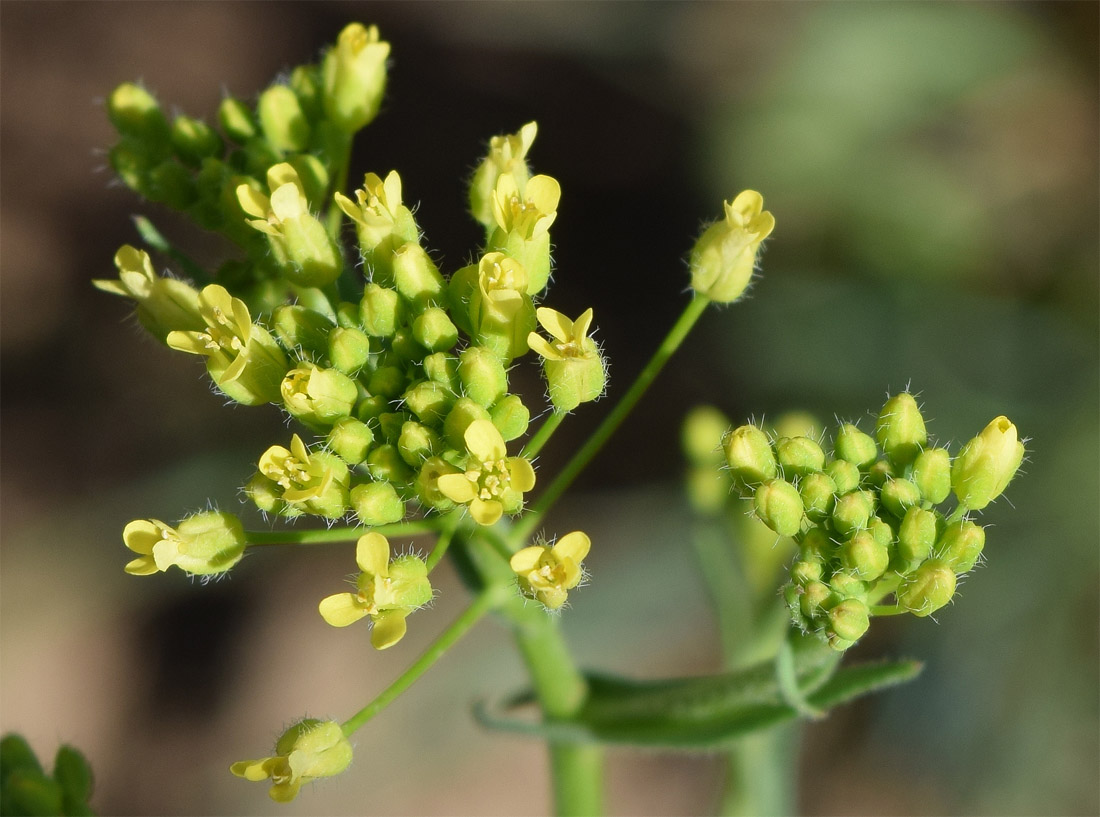 Image of Neslia apiculata specimen.