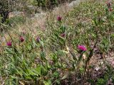 Trifolium alpestre. Цветущие и вегетирующие растения. Крым, Южный Берег, окр. с. Лучистое, гора Южная Демерджи, луг на склоне. 03.06.2024.