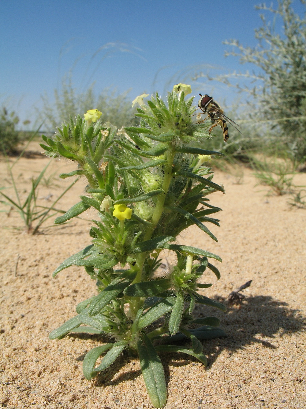 Image of Arnebia decumbens specimen.