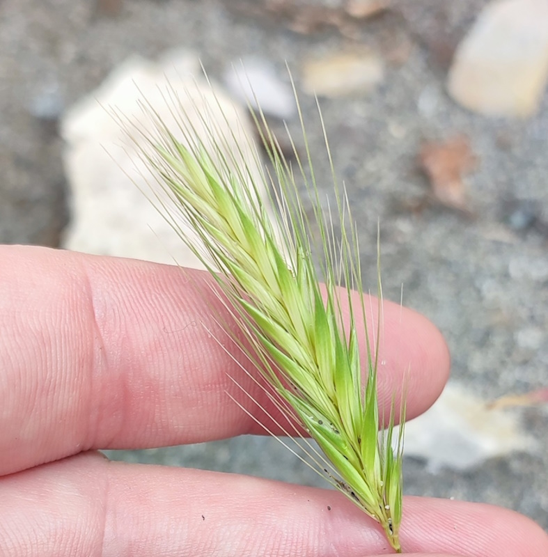 Image of Hordeum murinum specimen.