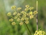 View full-size image Heracleum sibiricum