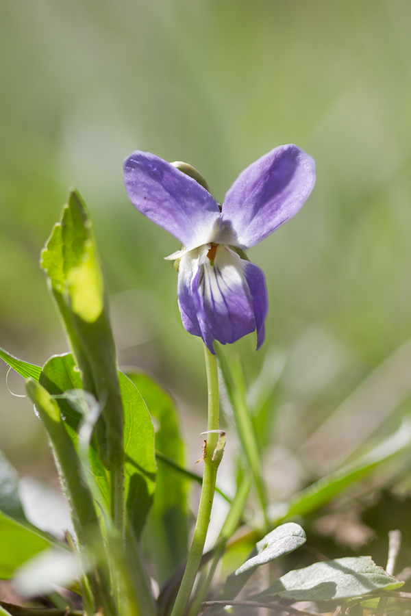 Изображение особи род Viola.