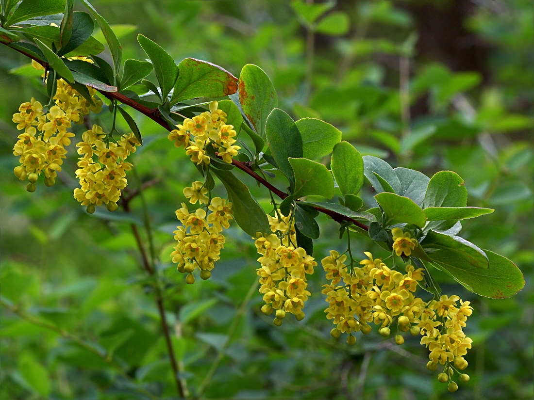 Image of Berberis orientalis specimen.