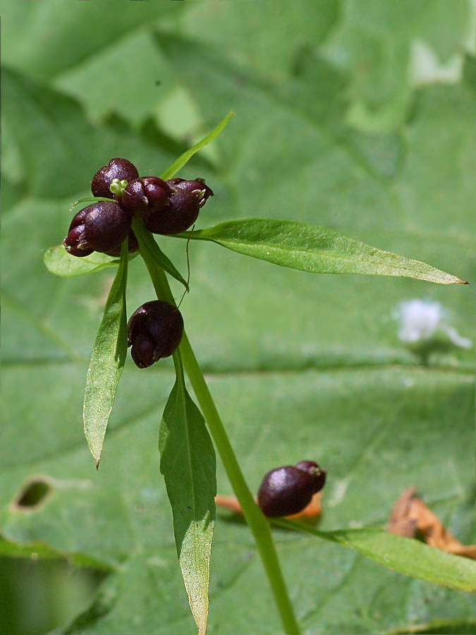 Image of Cardamine bulbifera specimen.