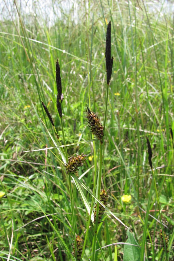 Image of Carex melanostachya specimen.