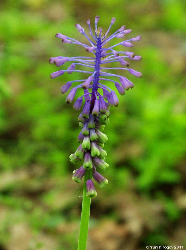 Image of Leopoldia tenuiflora specimen.