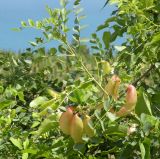 Colutea arborescens