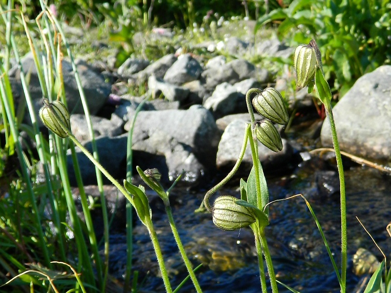 Изображение особи Gastrolychnis uralensis.