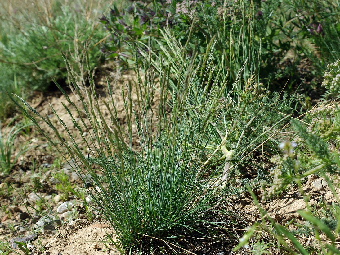 Image of genus Festuca specimen.