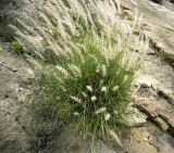 Pennisetum orientale. Растение на каменистом склоне. Копетдаг, Чули. Май 2011 г.