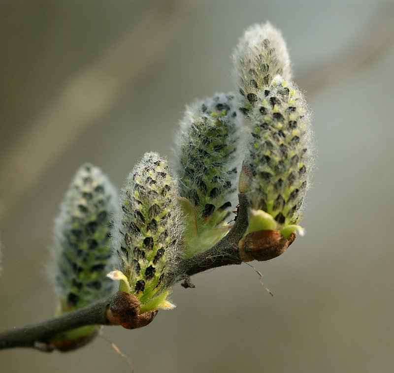 Image of Salix cinerea specimen.