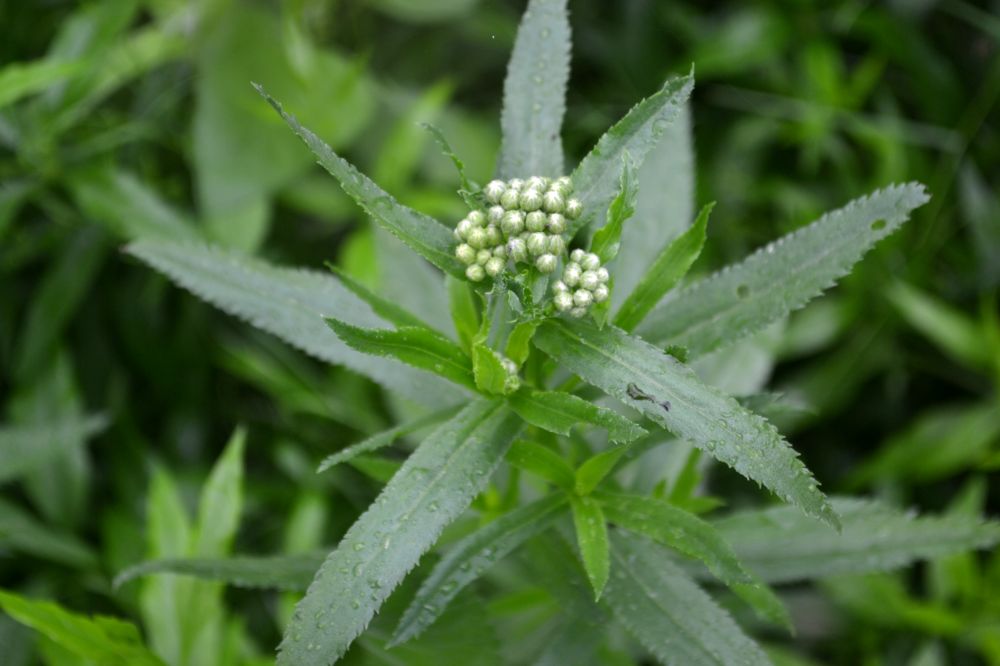 Image of Achillea cartilaginea specimen.