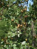 Pyrus ussuriensis. Ветвь с плодами. Приморье, окр. Артёма, Владивостокский аэропорт \"Кневичи\". 24.08.2009.