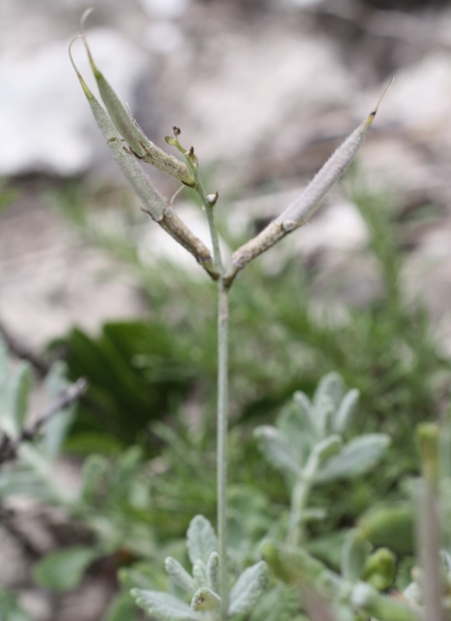 Изображение особи Astragalus subuliformis.