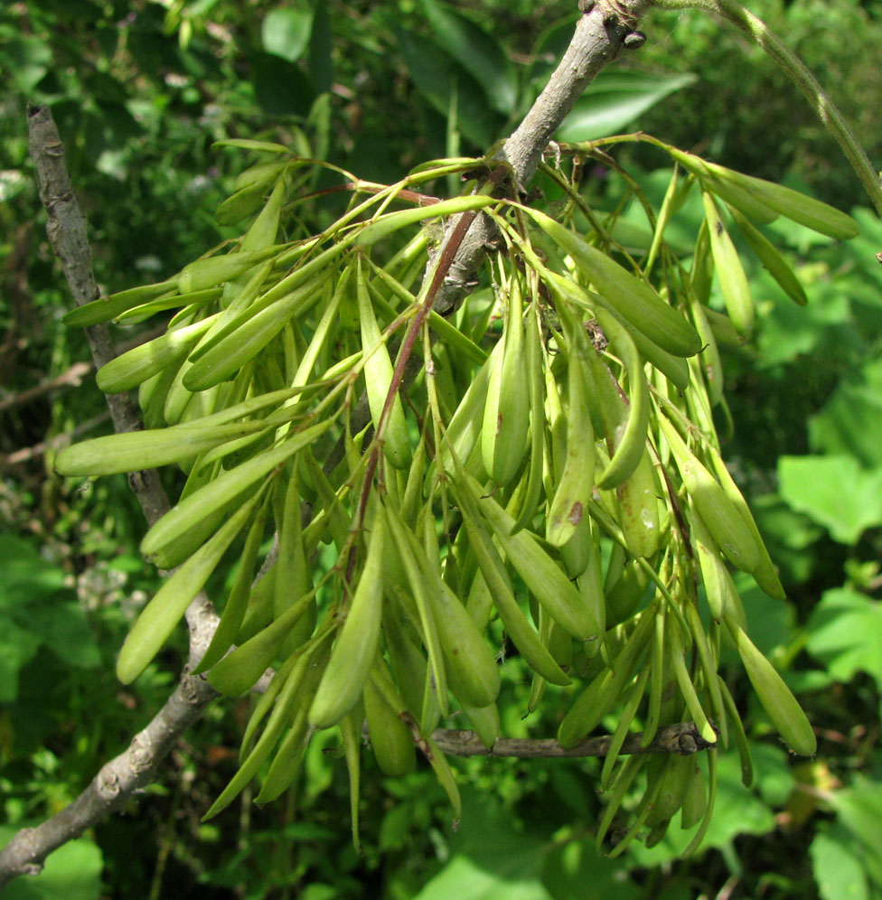 Изображение особи Fraxinus pennsylvanica.