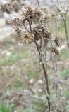 Helichrysum arenarium. Сухой прошлогодний цветонос с облетевшими корзинками. Крым, Симферополь, Марьино, степной склон. 14 апреля 2012 г.