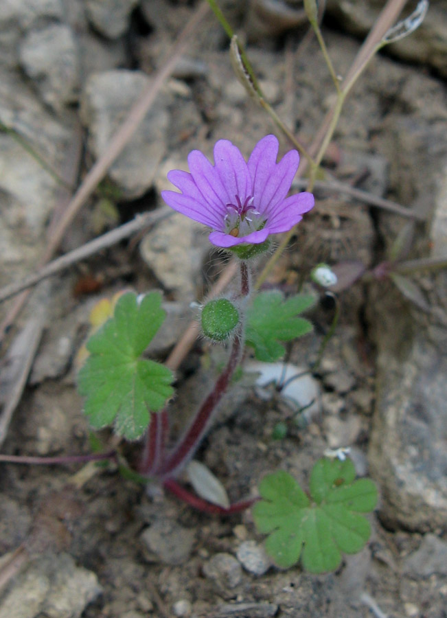 Image of Geranium molle specimen.