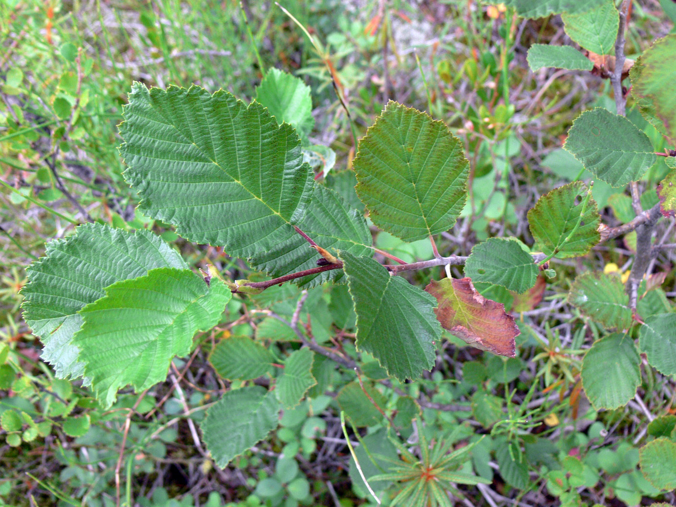 Изображение особи Alnus incana.