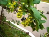 Смотреть изображение Berberis amurensis