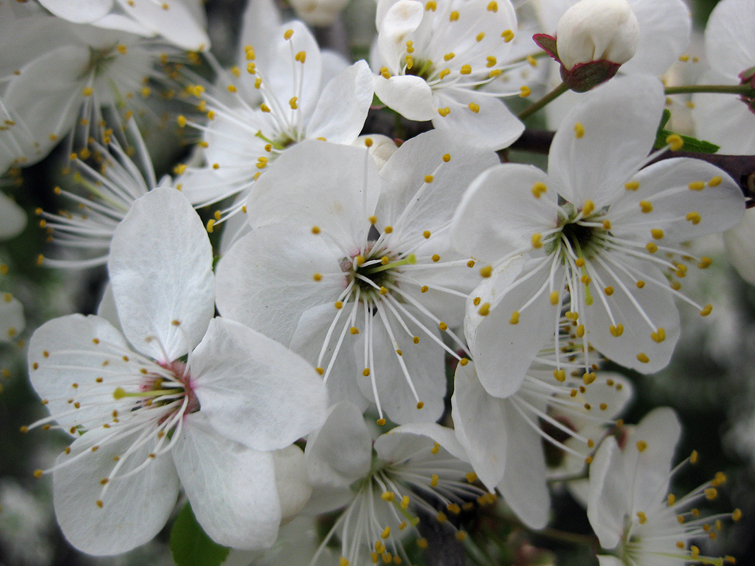 Image of Prunus cerasifera specimen.