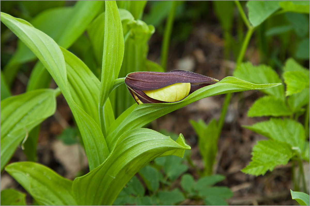 Изображение особи Cypripedium calceolus.