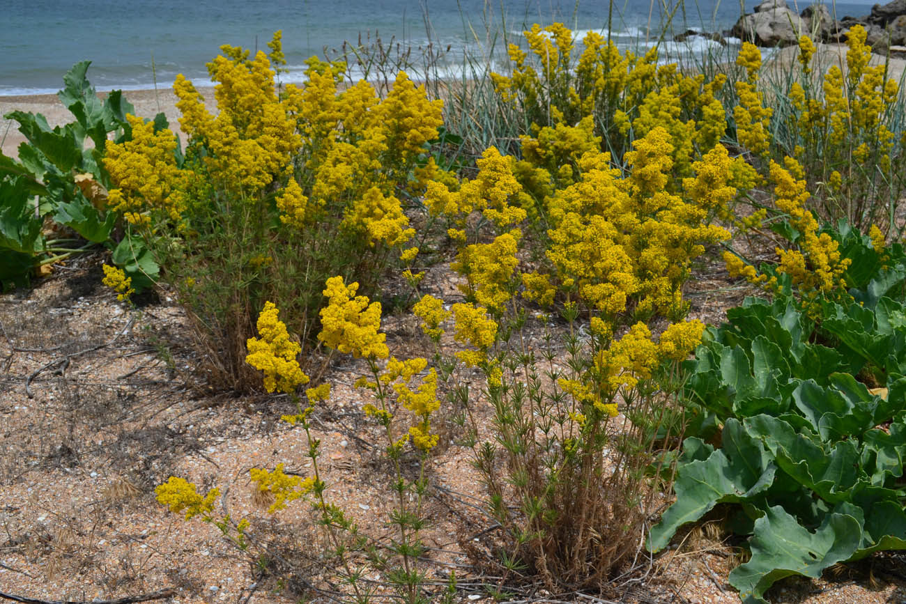 Image of Galium verum specimen.