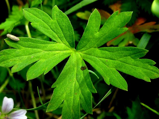 Image of Geranium sibiricum specimen.