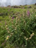 Astragalus maximus