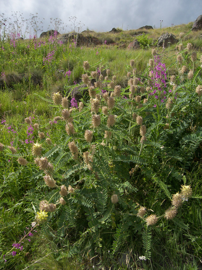 Image of Astragalus maximus specimen.