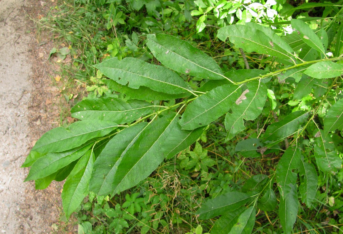 Image of Salix &times; tetrapla specimen.