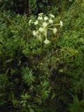 Angelica decursiva. Цветущее растение в редкостойном ольшанике (Alnus japonica). Приморский край, г. Находка. 25.08.2012.