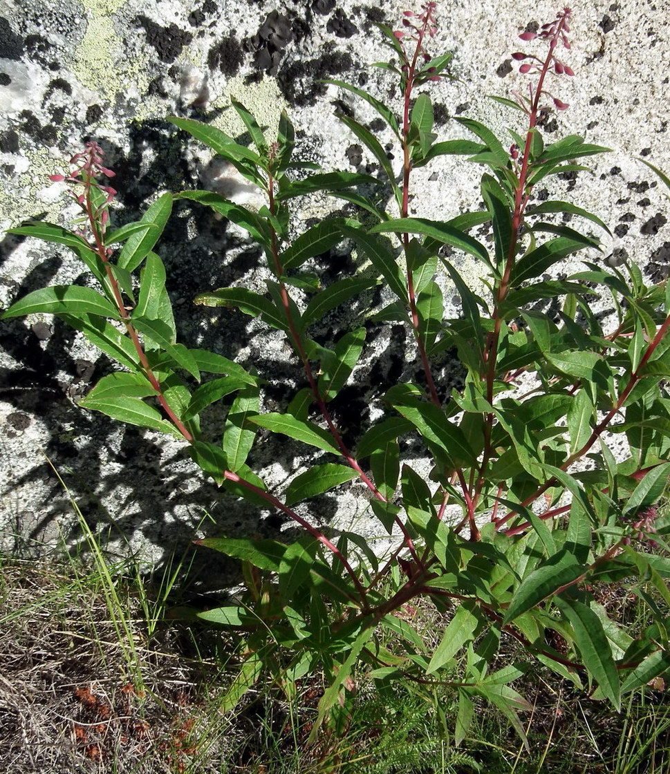 Image of Chamaenerion angustifolium specimen.