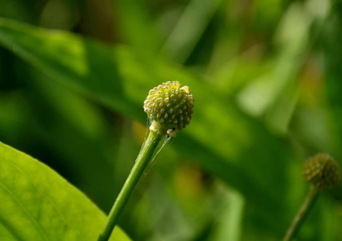 Изображение особи Ranunculus lingua.