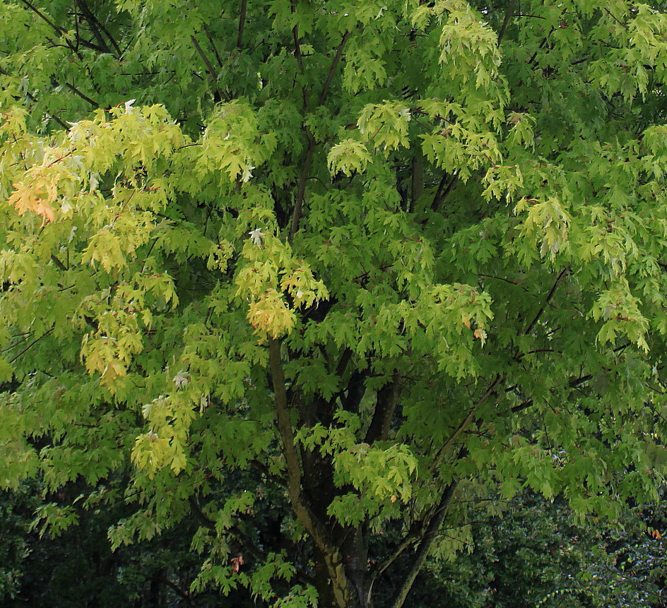 Image of Acer saccharinum specimen.