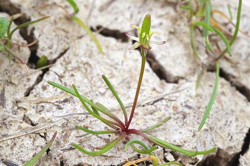 Изображение особи Myosurus minimus.